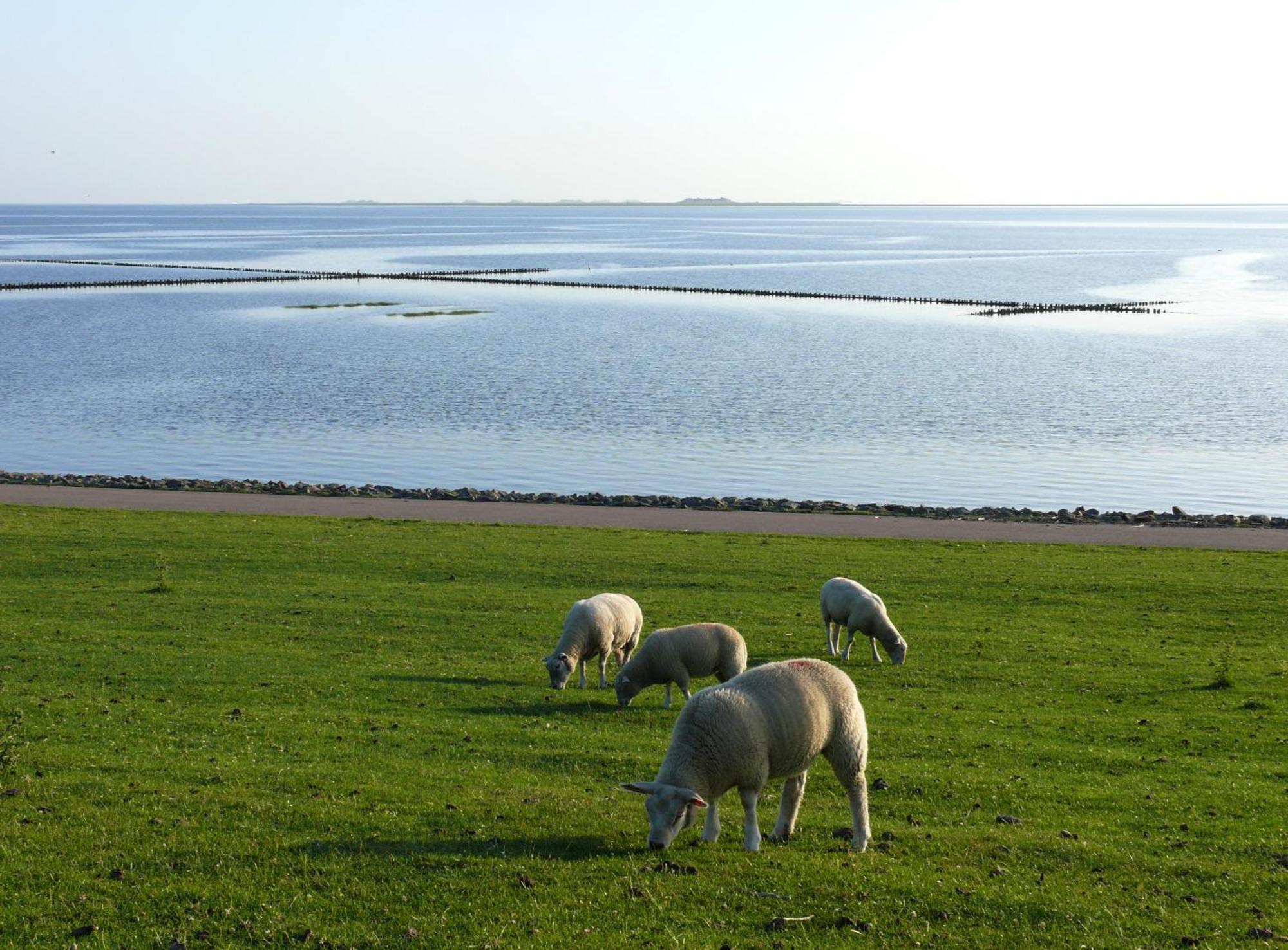 Haus Halligblick, Ferienwohnungen Am Wattenmeer, Whg Langenness Dagebüll Exterior foto